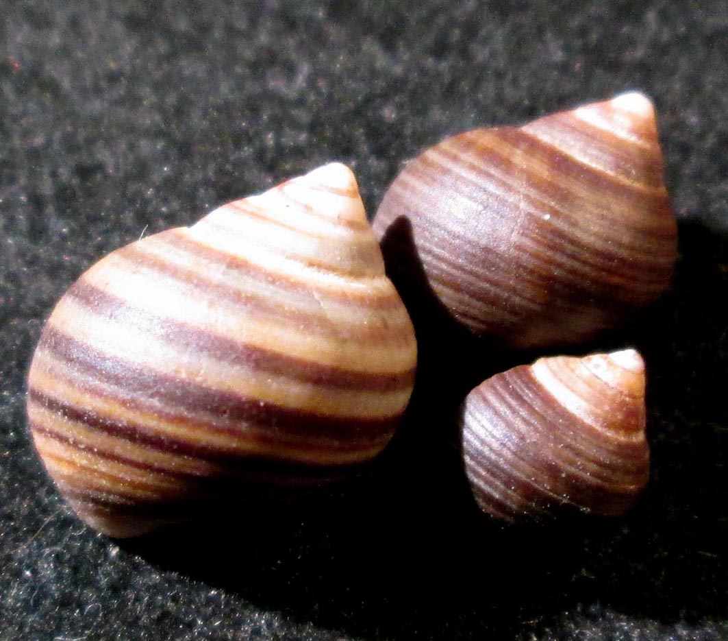 Littorina littorea